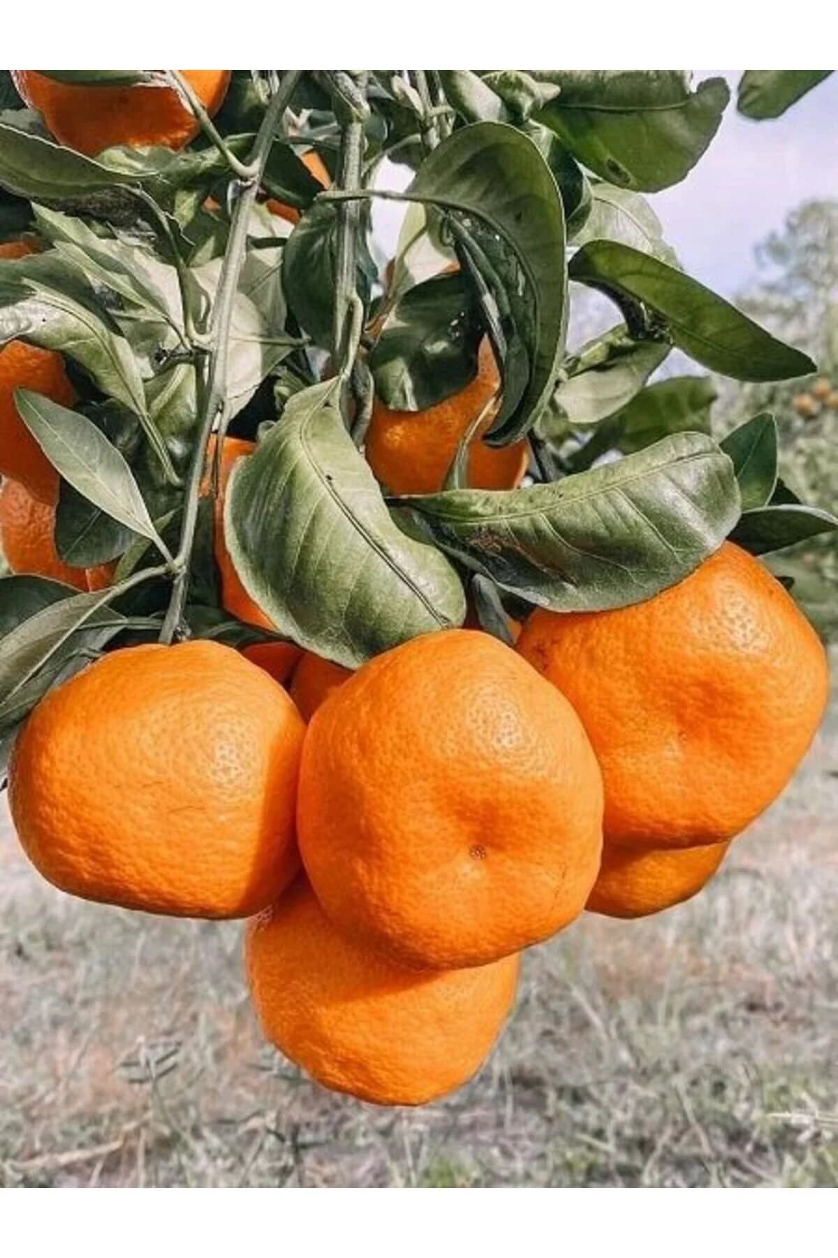 Satsuma